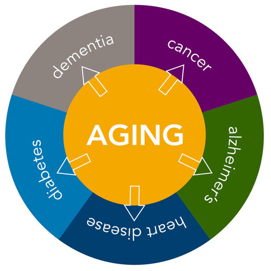 AgingDiseasePieCircle_13be473ce301a9d01544a6be29bb1011.jpg